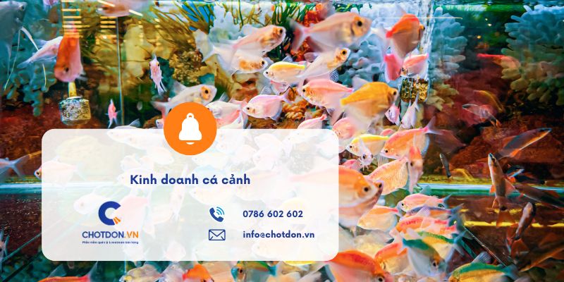 Kinh doanh cá cảnh: Kinh nghiệm mở tiệm đông khách mỗi ngày